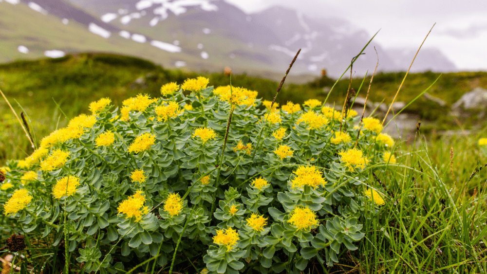 what are benefits of rhodiola?